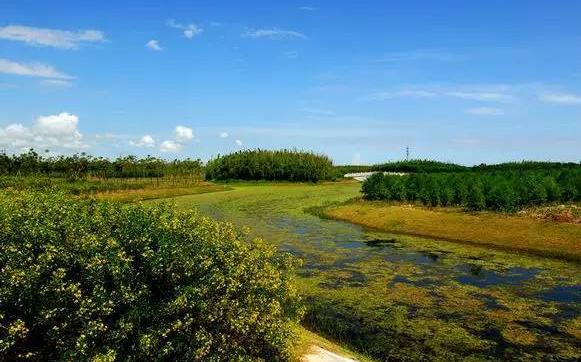 上海海湾国家森林公园.jpg